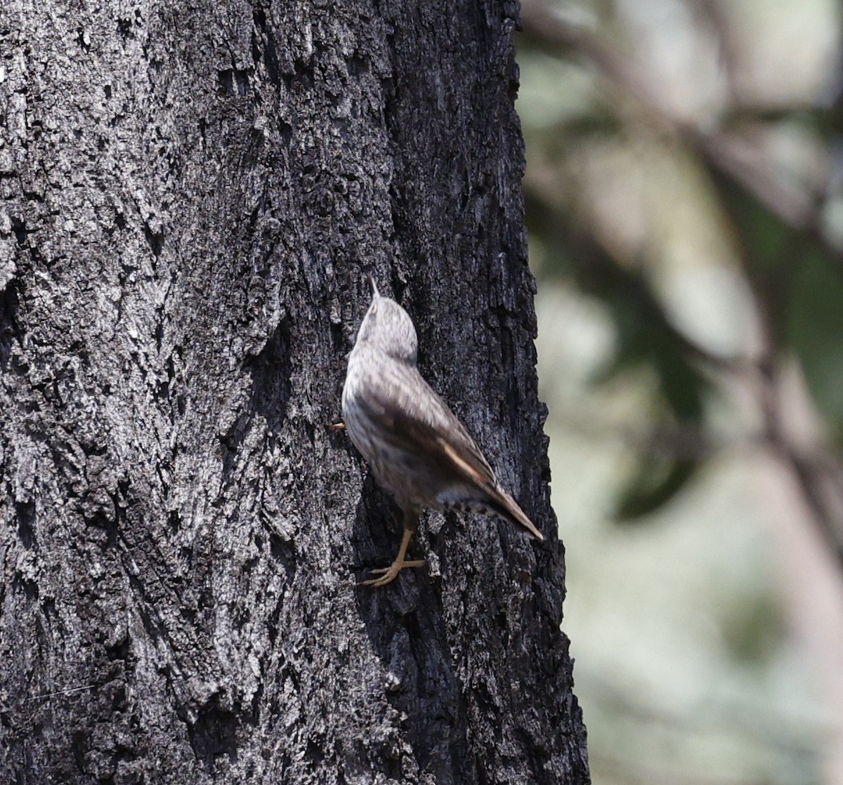 brhlíček proměnlivý - ML645537898