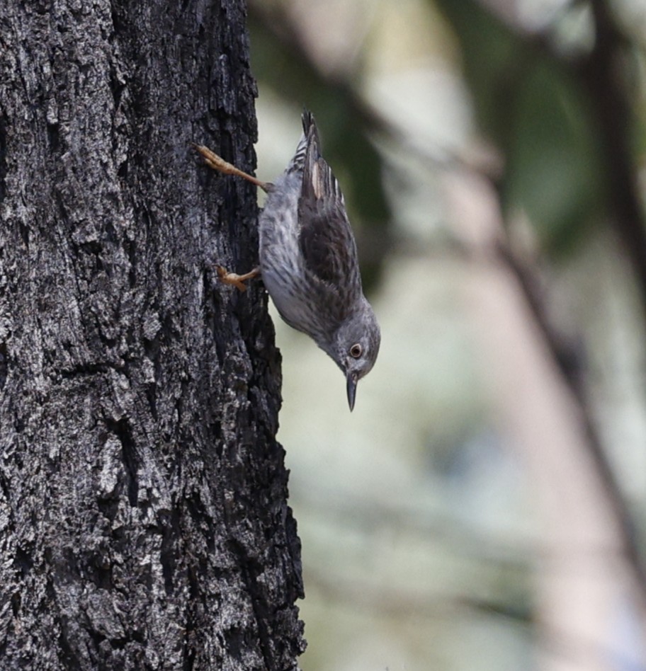 brhlíček proměnlivý - ML645537899