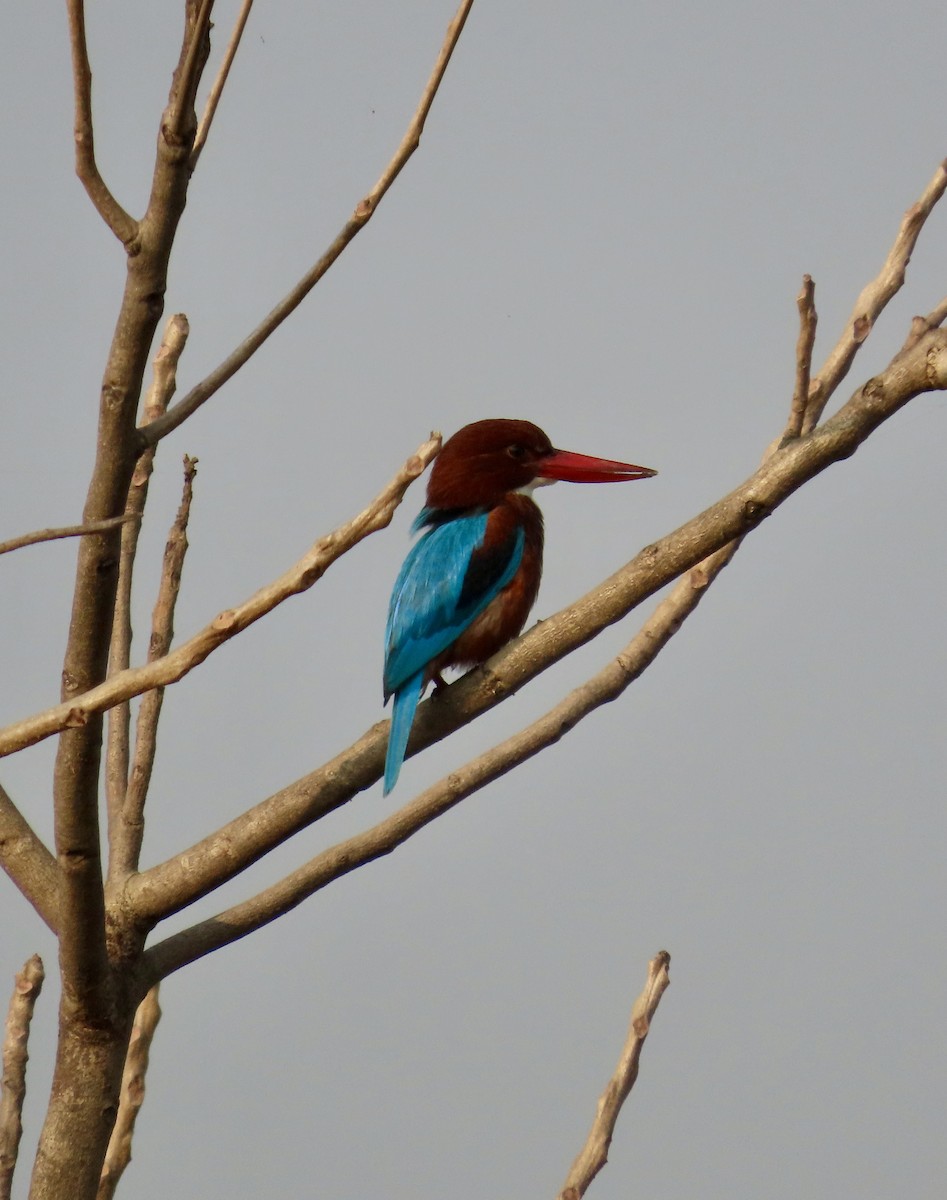 ledňáček hnědohlavý - ML645537900