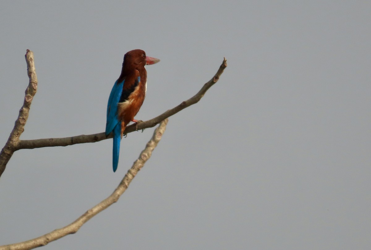 ledňáček hnědohlavý - ML645537901