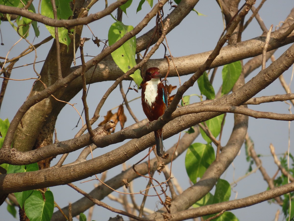 ledňáček hnědohlavý - ML645537902