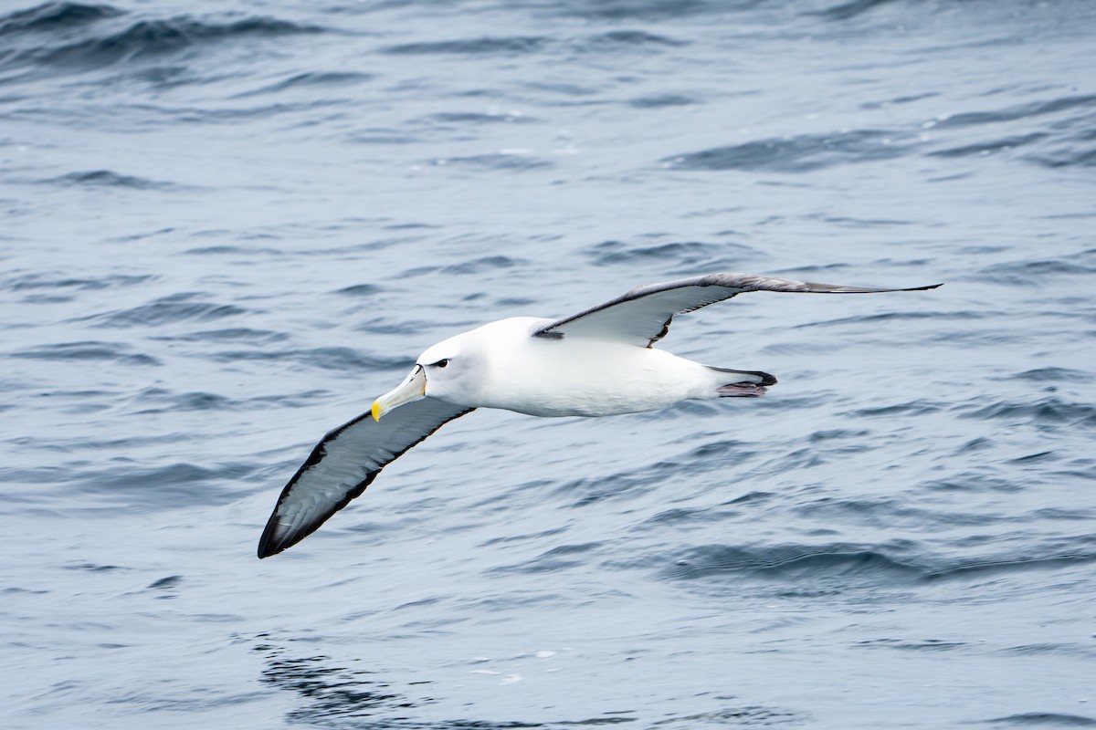 albatros šelfový - ML645537903