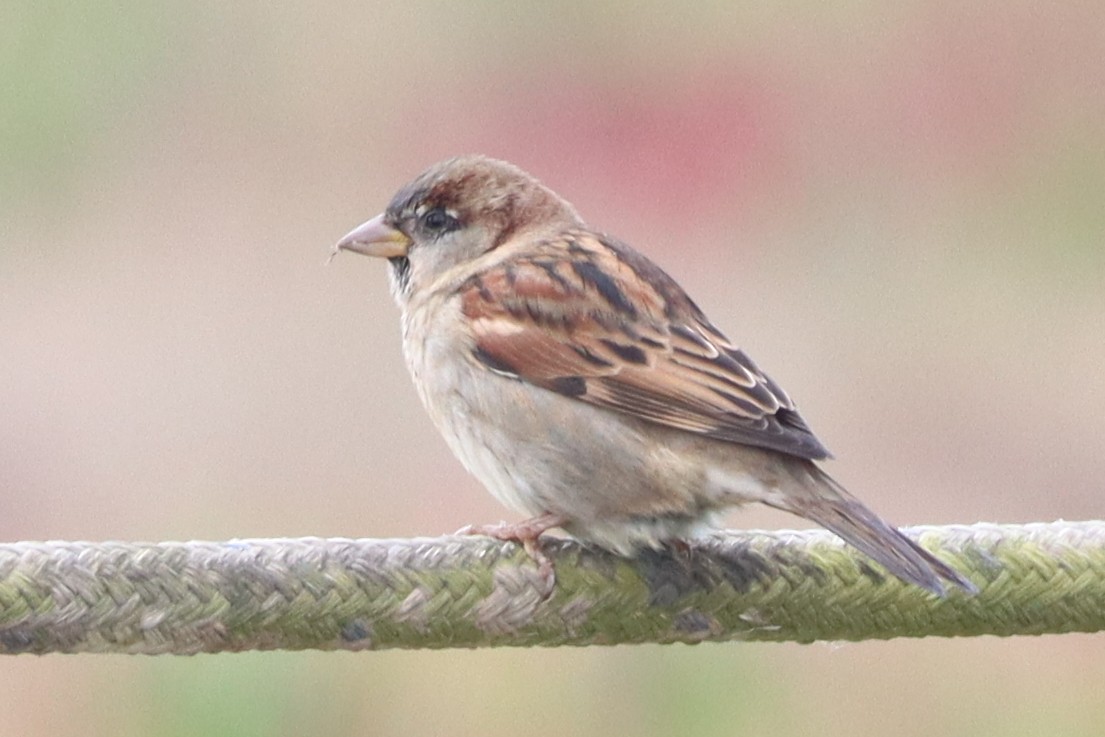 vrabec domácí - ML645537904