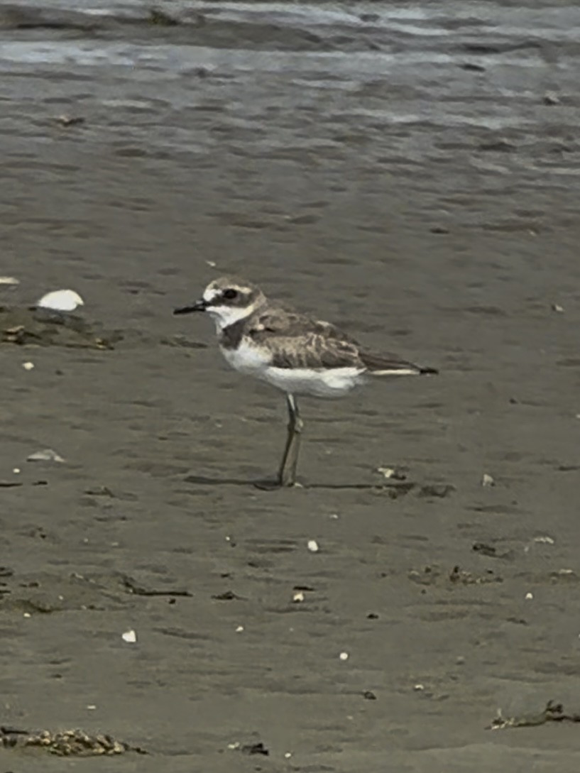 kulík mořský - ML645537905