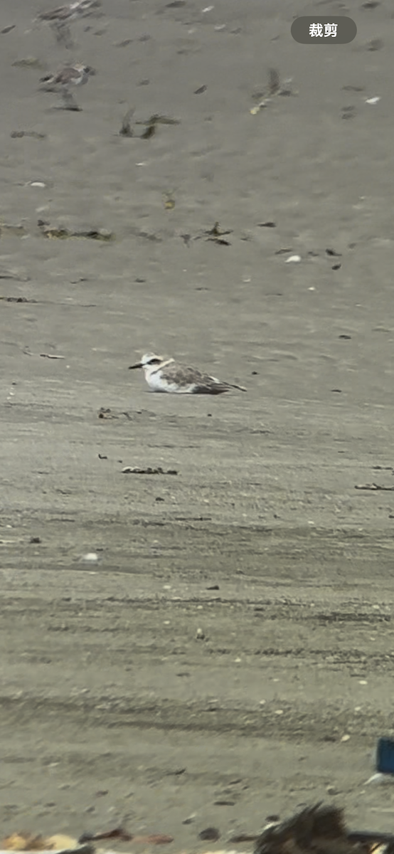 kulík mořský - ML645537906