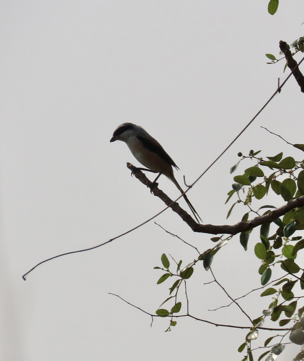 ťuhýk královský - ML645537907