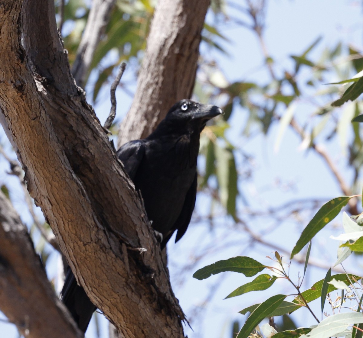 krkavec australský - ML645537908