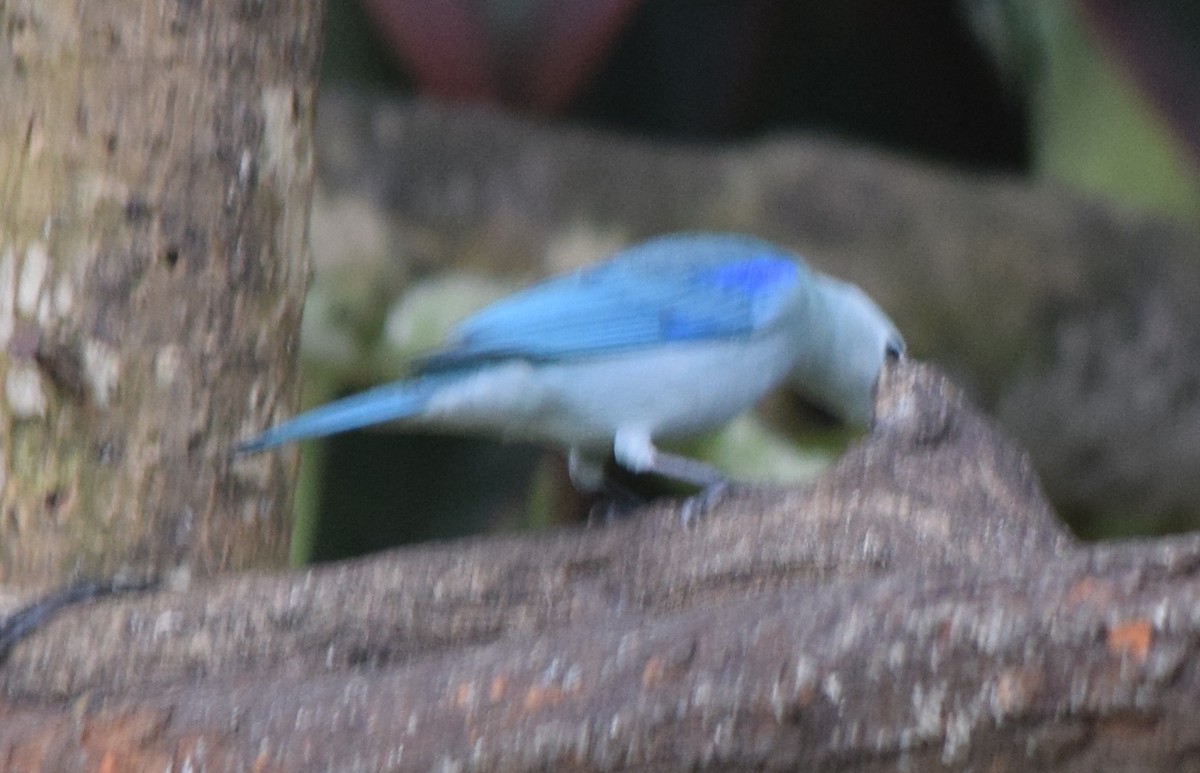 Blue-gray Tanager - ML645537910
