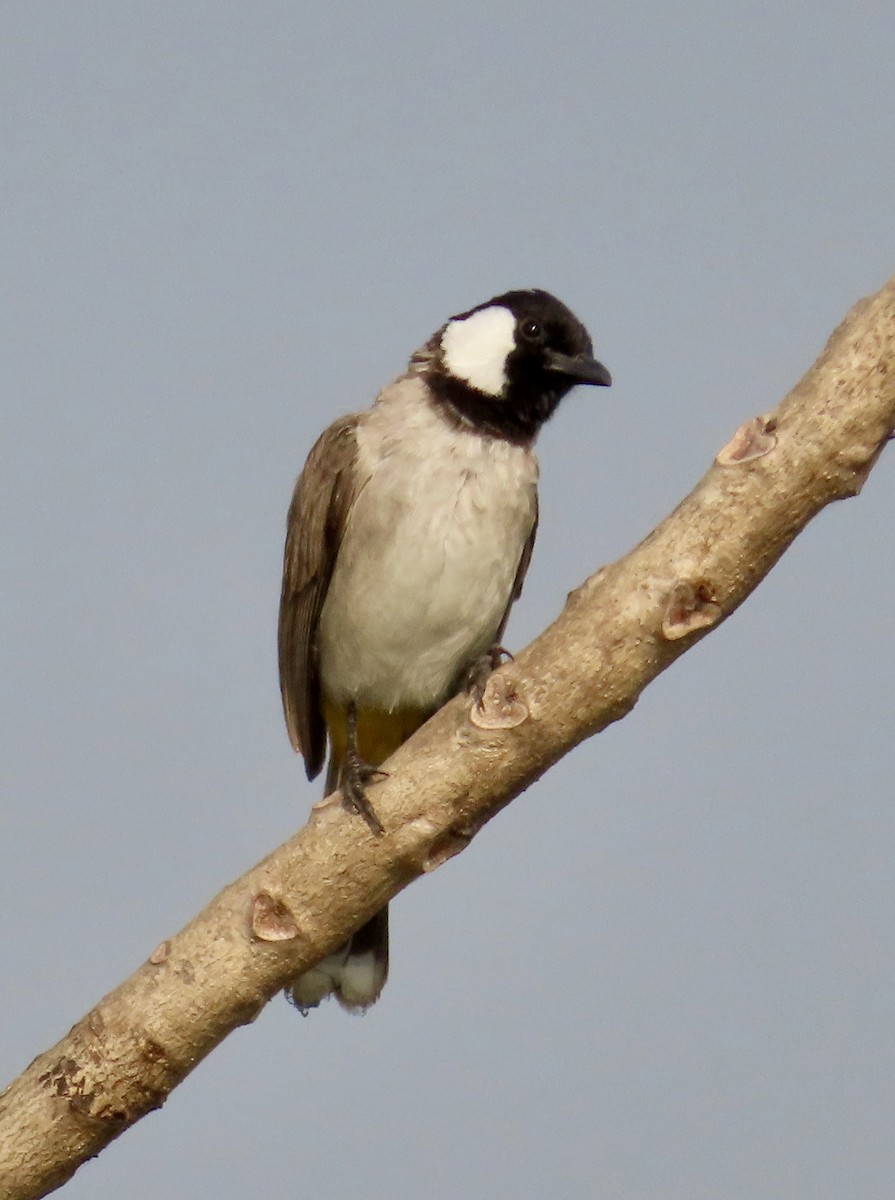 bulbul bělouchý - ML645537911
