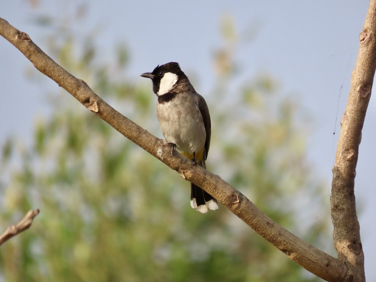 bulbul bělouchý - ML645537912