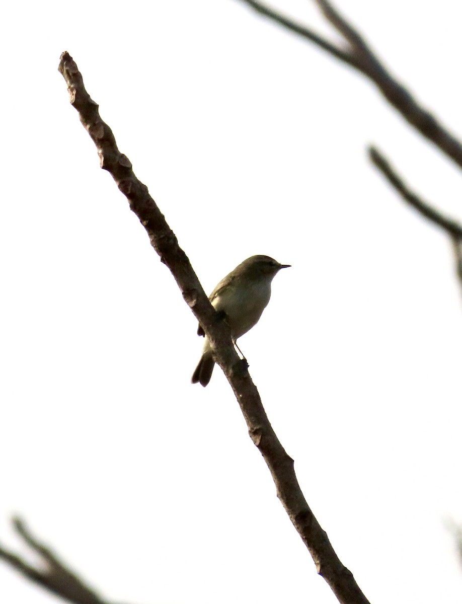 budníček menší - ML645537913