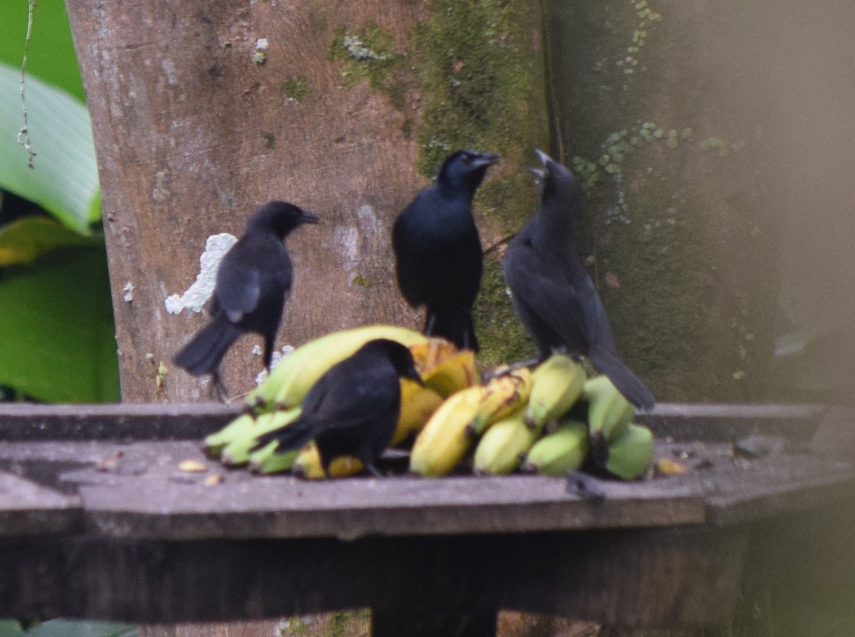 Melodious Blackbird - ML645537914