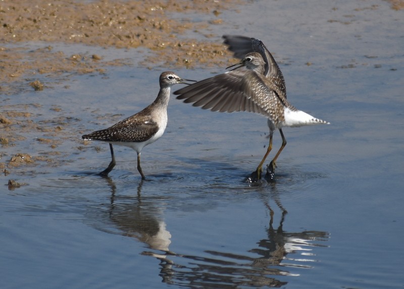 vodouš bahenní - ML645537932