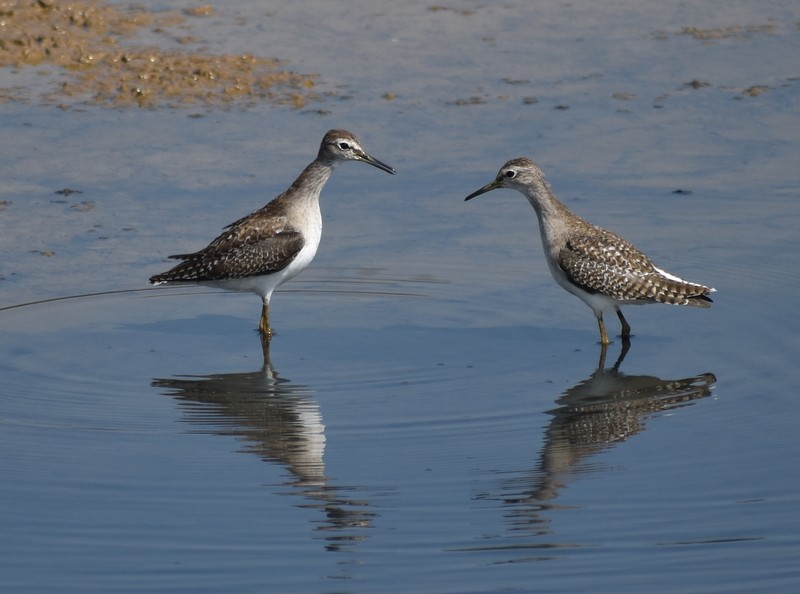 vodouš bahenní - ML645537933