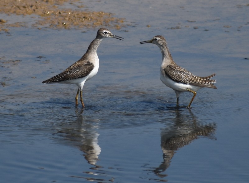 vodouš bahenní - ML645537934