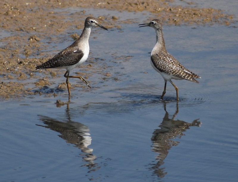 vodouš bahenní - ML645537935