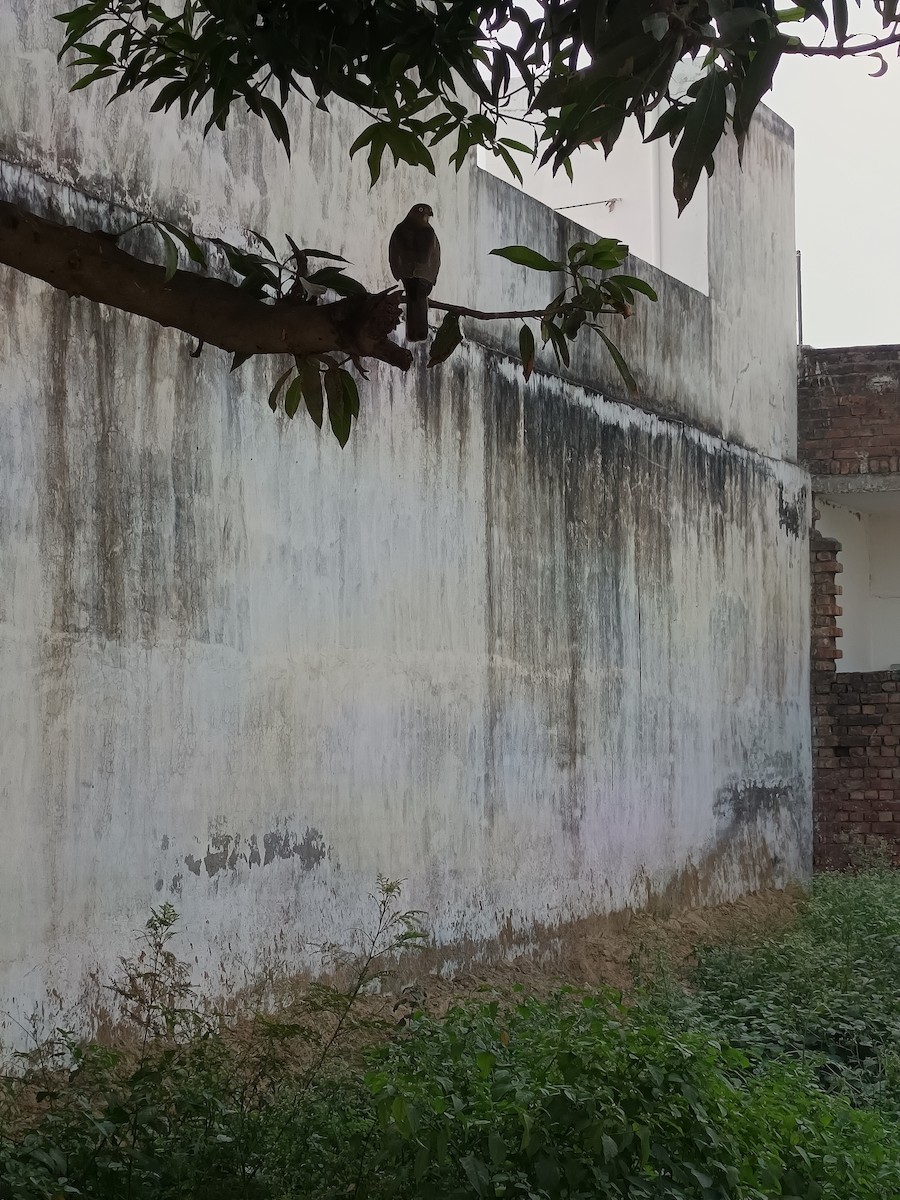 Shikra - ML645537938