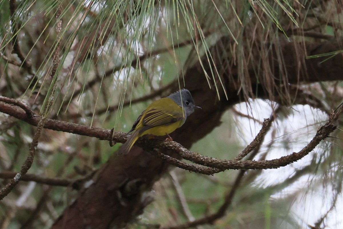 Gray-headed Canary-Flycatcher - ML645537971