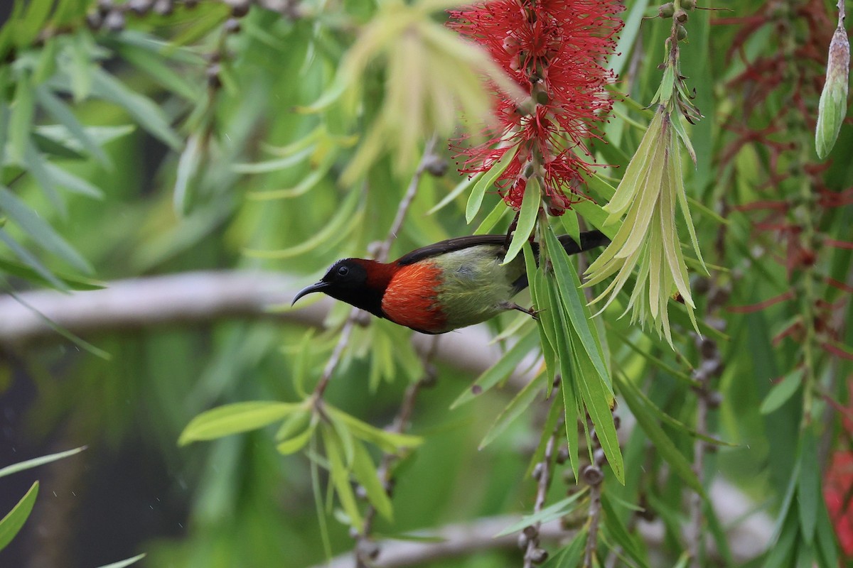 Траурная нектарница - ML645537989