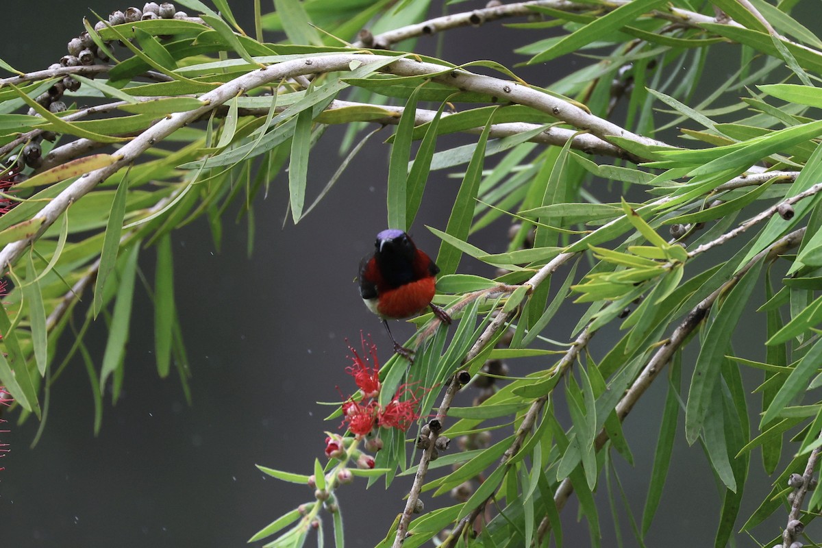 Траурная нектарница - ML645537990