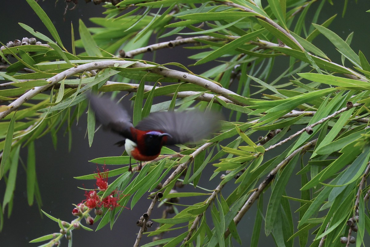 Траурная нектарница - ML645537991
