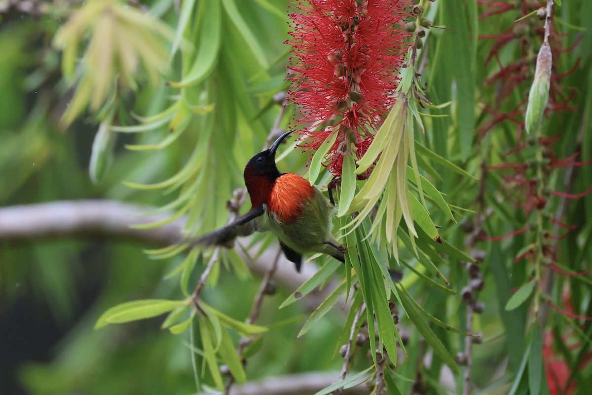 Траурная нектарница - ML645537992