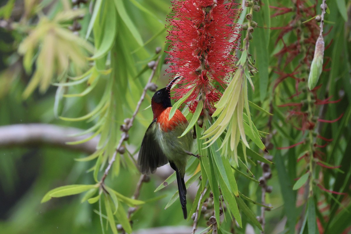 Траурная нектарница - ML645537993