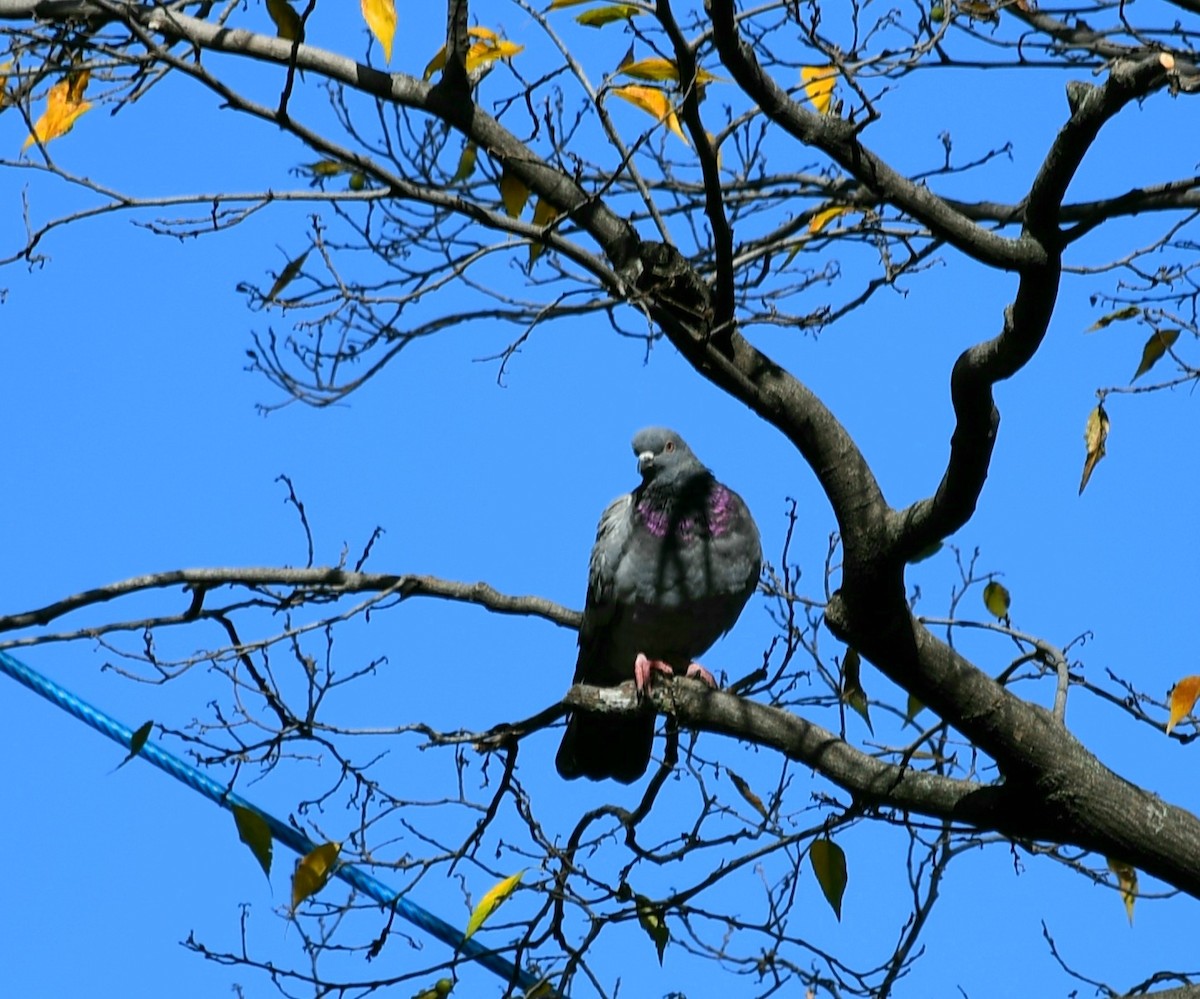 Rock Pigeon (Feral Pigeon) - ML645538003