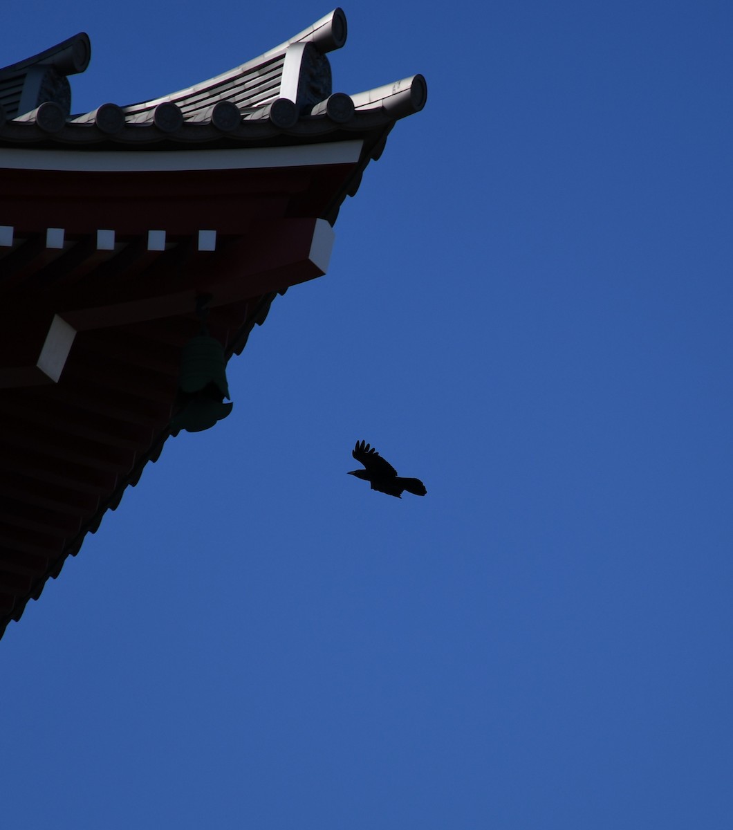 Carrion Crow - ML645538006