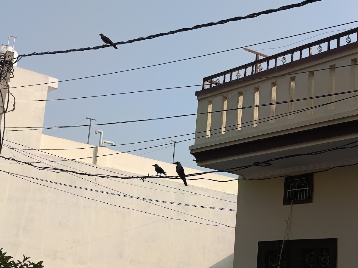 House Crow - ML645538020