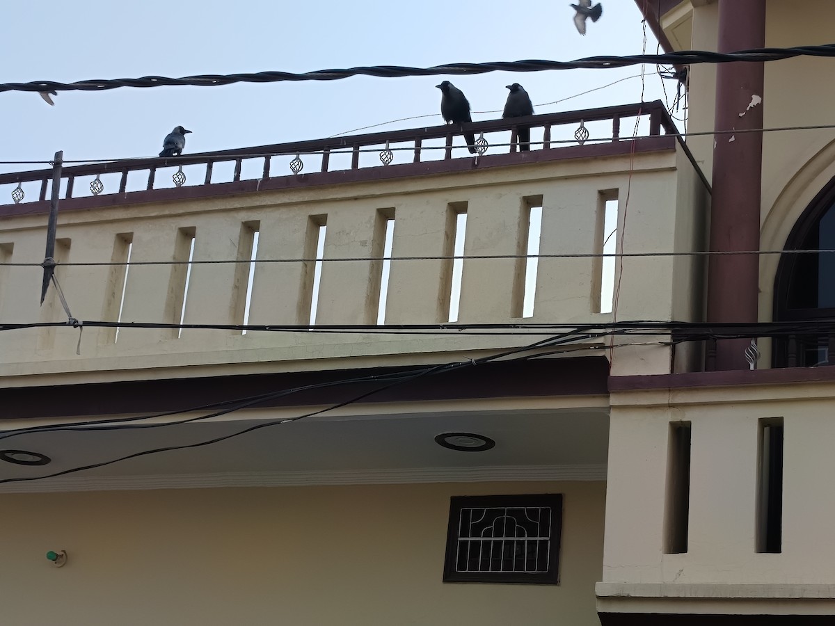 House Crow - ML645538021