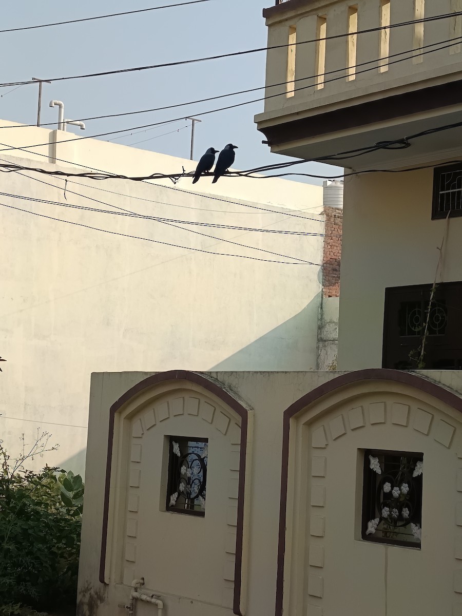 House Crow - ML645538023