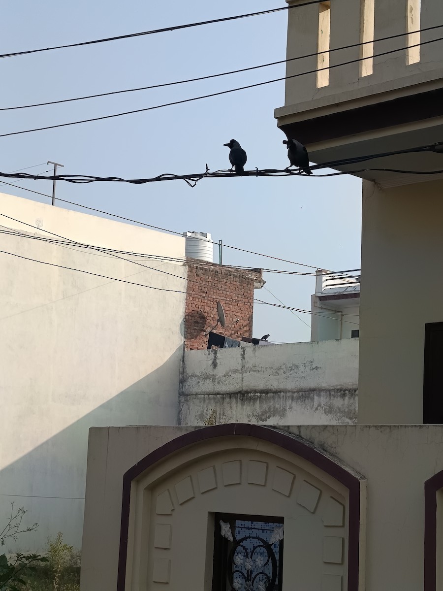 House Crow - ML645538024