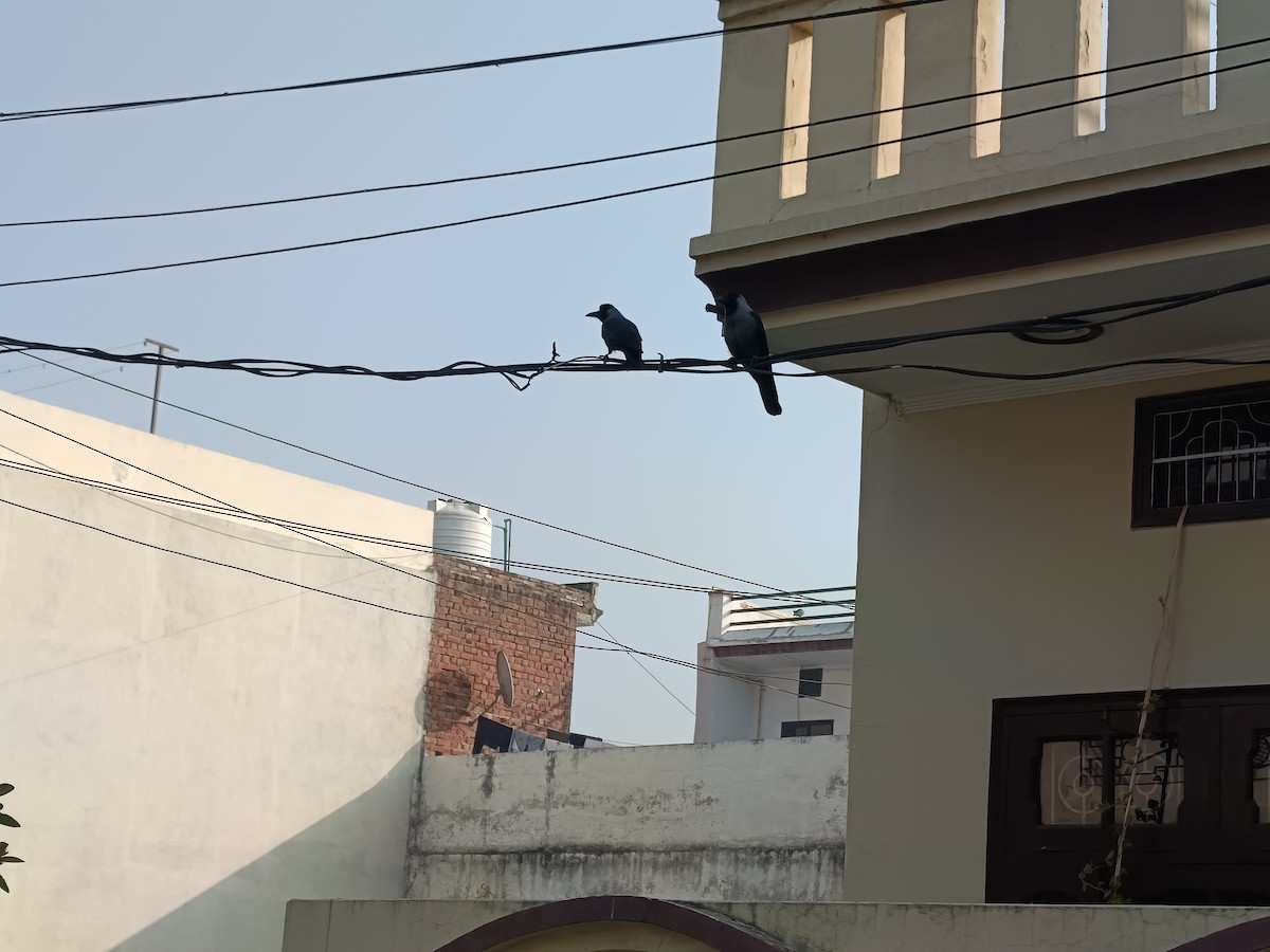 House Crow - ML645538025