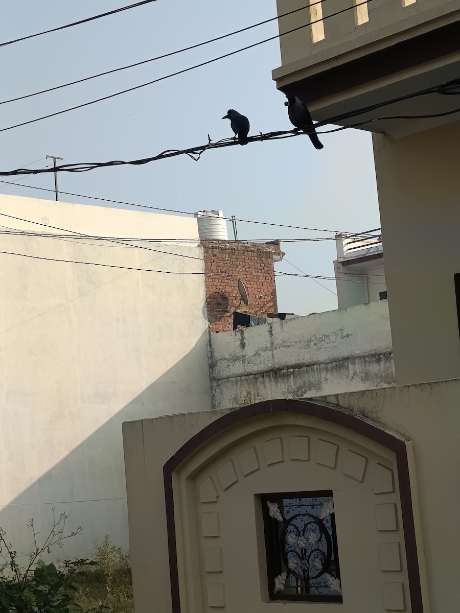 House Crow - ML645538026