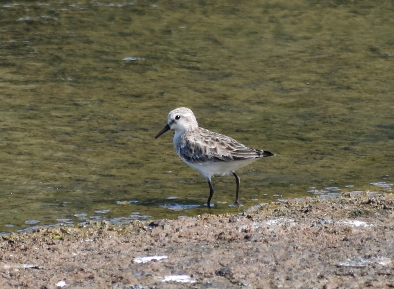 Küçük Kumkuşu - ML645538028