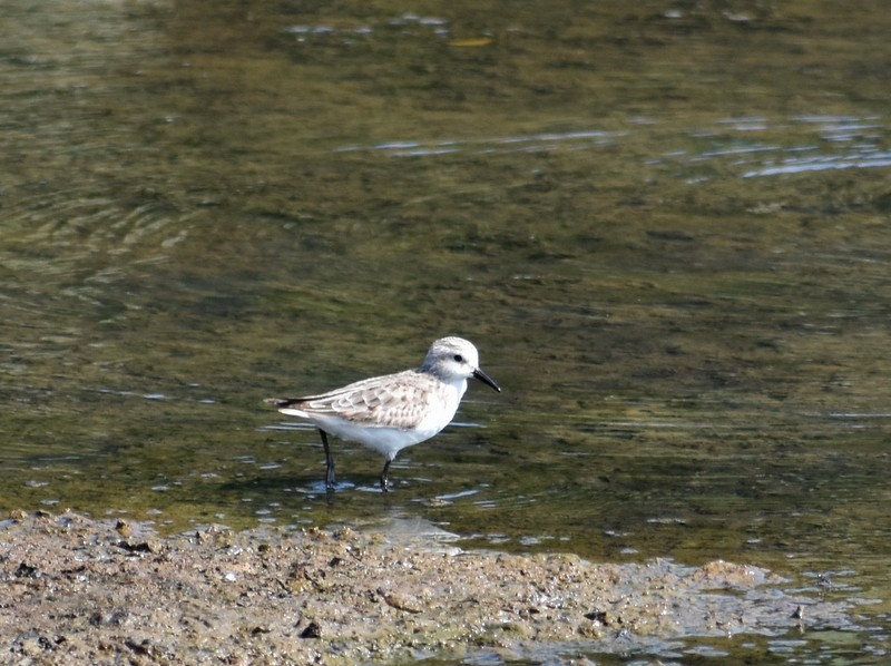 Küçük Kumkuşu - ML645538029