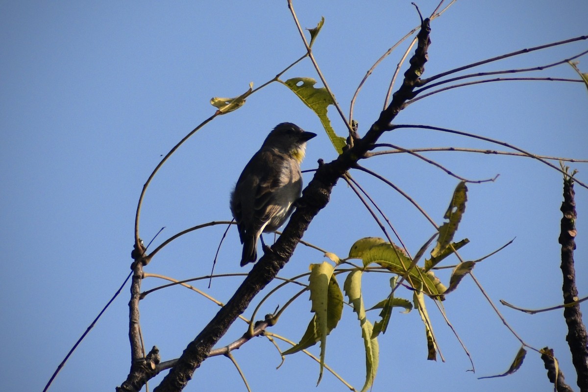 Yellow-throated Sparrow - ML645538034