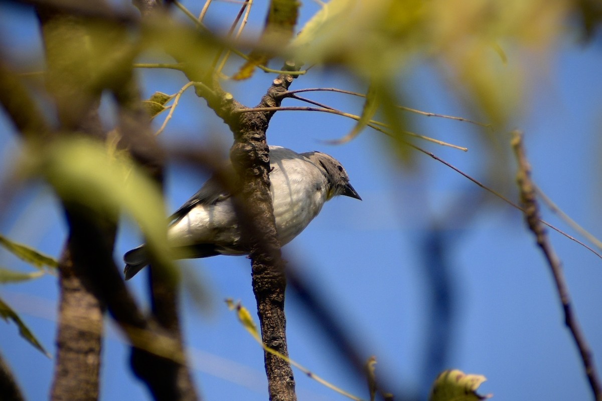 Yellow-throated Sparrow - ML645538035