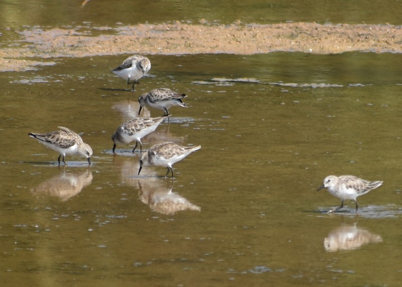 Küçük Kumkuşu - ML645538036