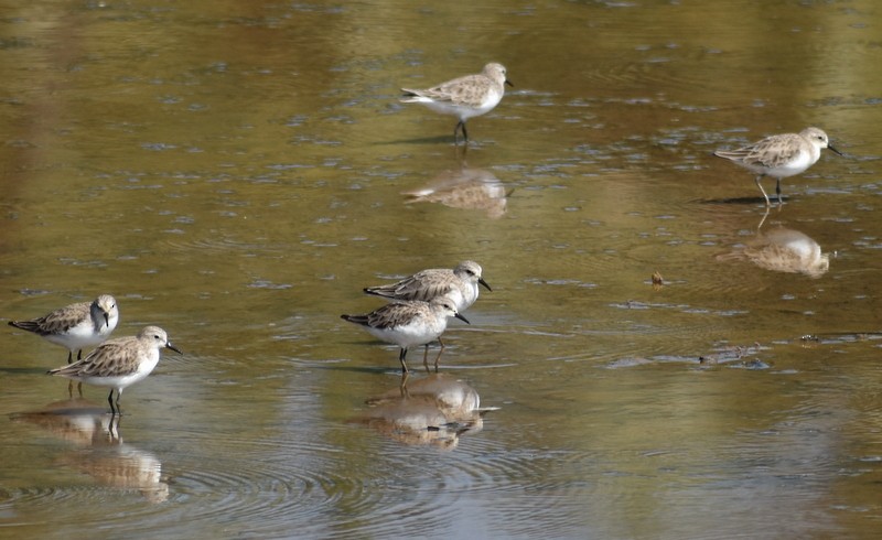 Küçük Kumkuşu - ML645538037