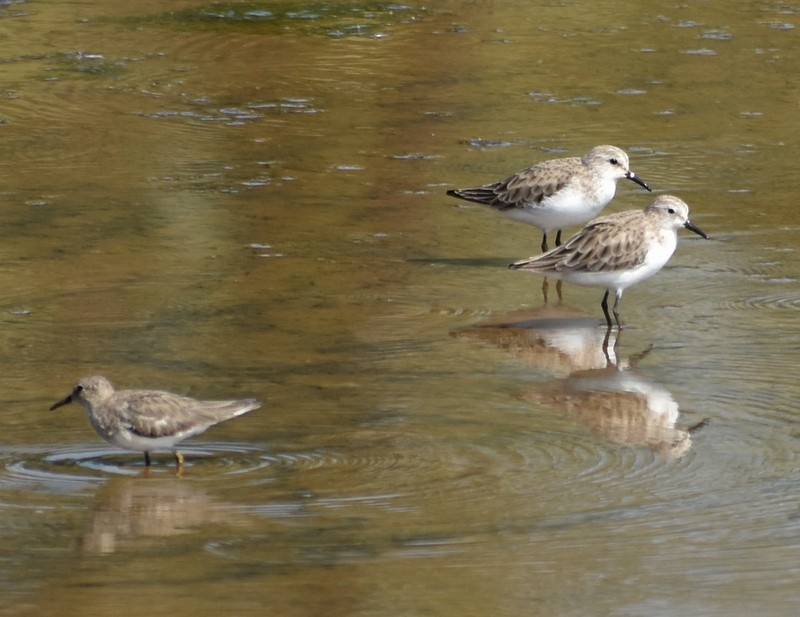 Küçük Kumkuşu - ML645538038