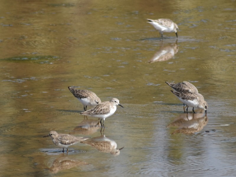 Küçük Kumkuşu - ML645538039