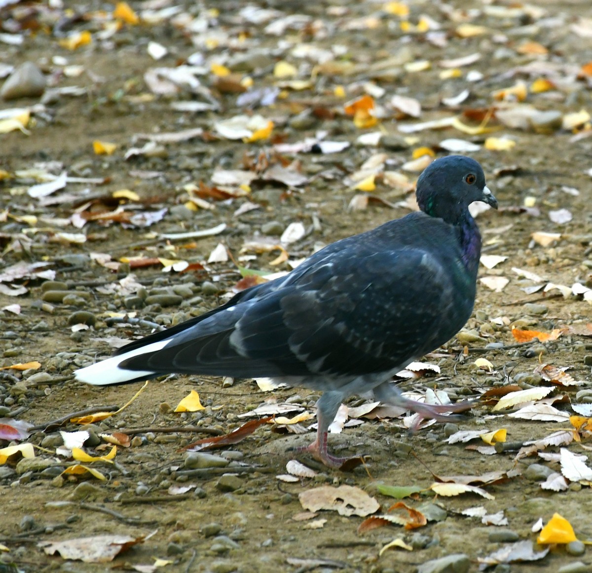 Rock Pigeon (Feral Pigeon) - ML645538040