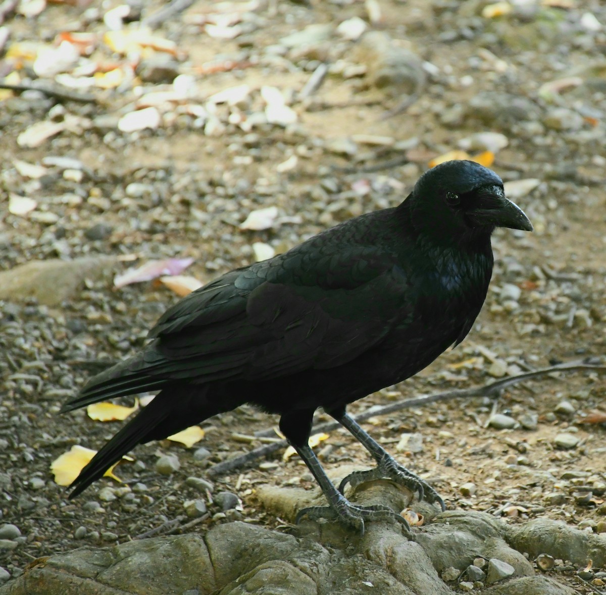 Carrion Crow - ML645538045