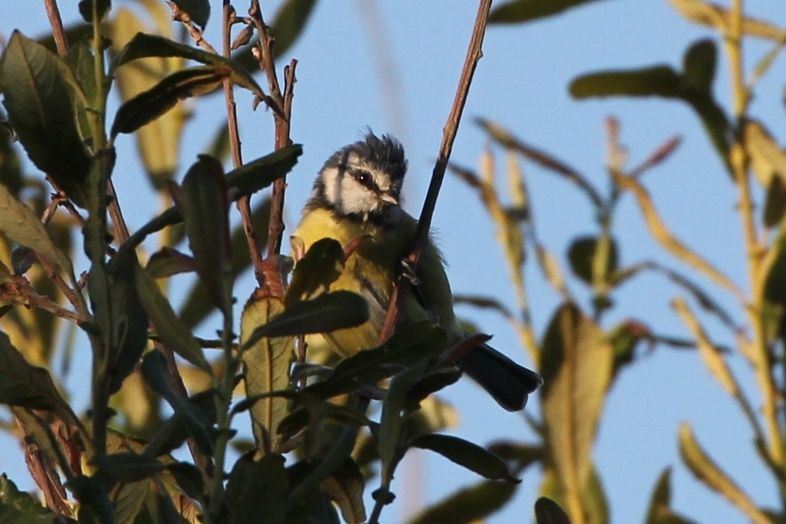 Eurasian Blue Tit - ML645538047
