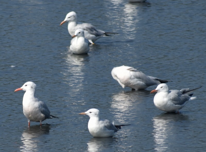 Slender-billed Gull - ML645538048