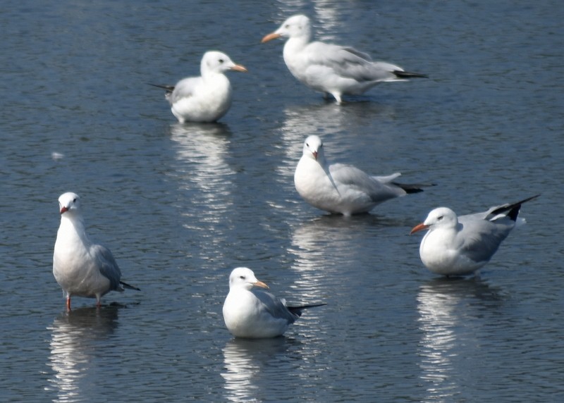 Slender-billed Gull - ML645538049