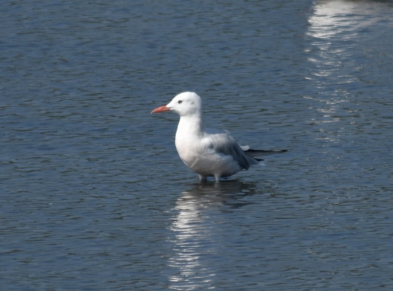 Slender-billed Gull - ML645538051