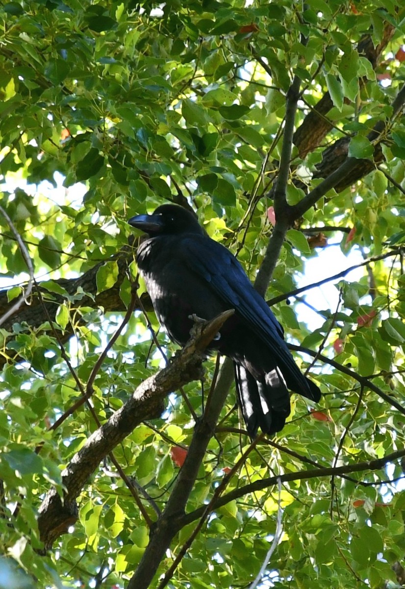 Large-billed Crow - ML645538053